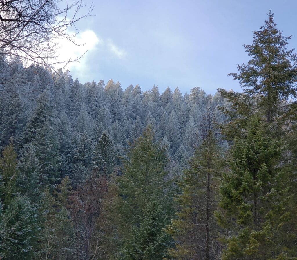 Washington forested hills