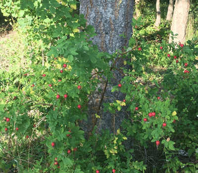 Wild Rose bush in wooded area with fruit