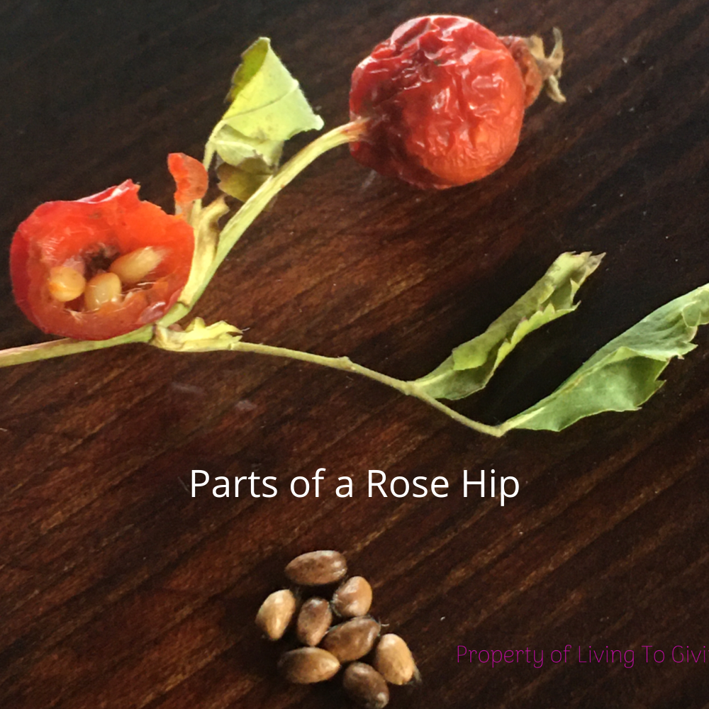 Parts of a Rose-Hip Picture