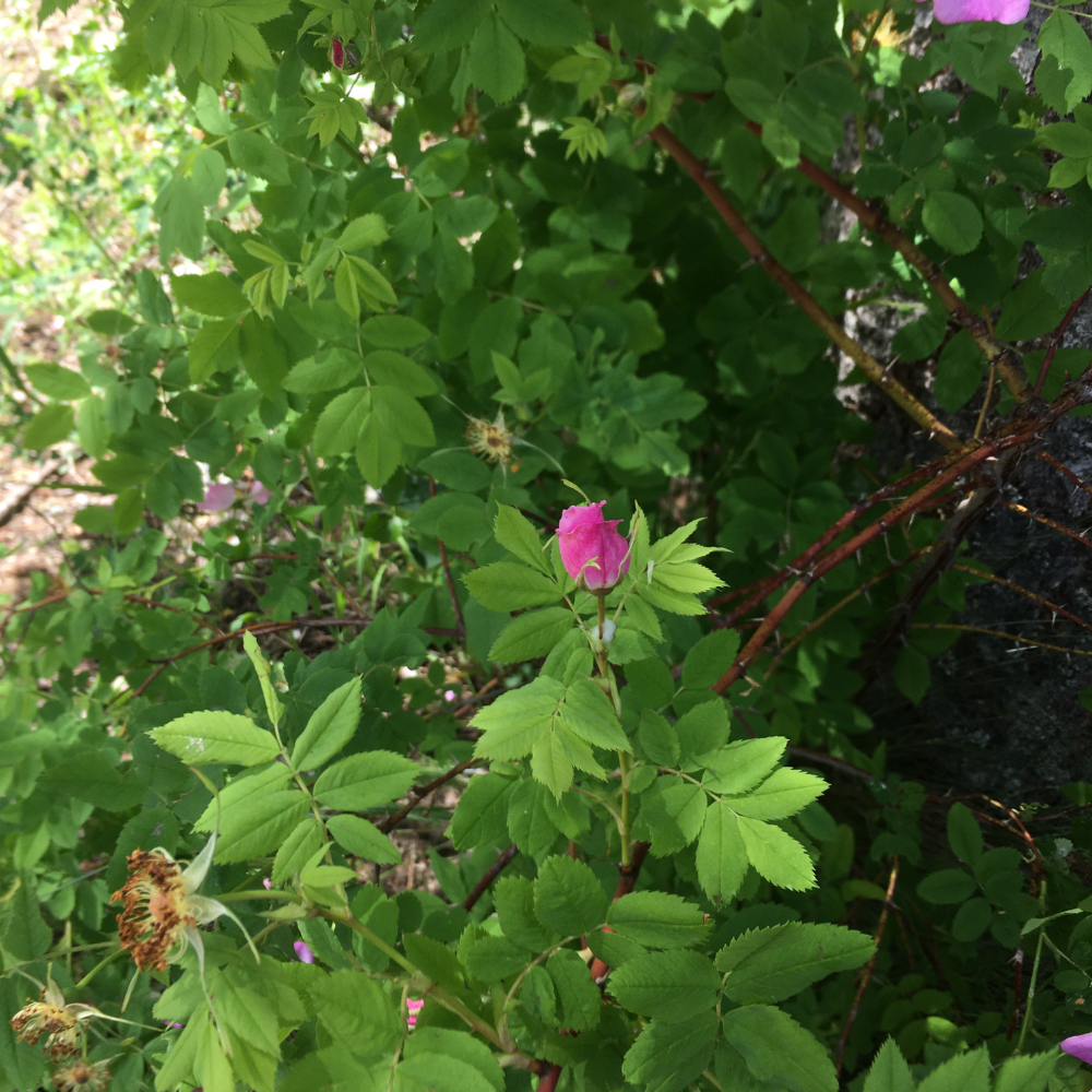 Roses in the Wild picture
