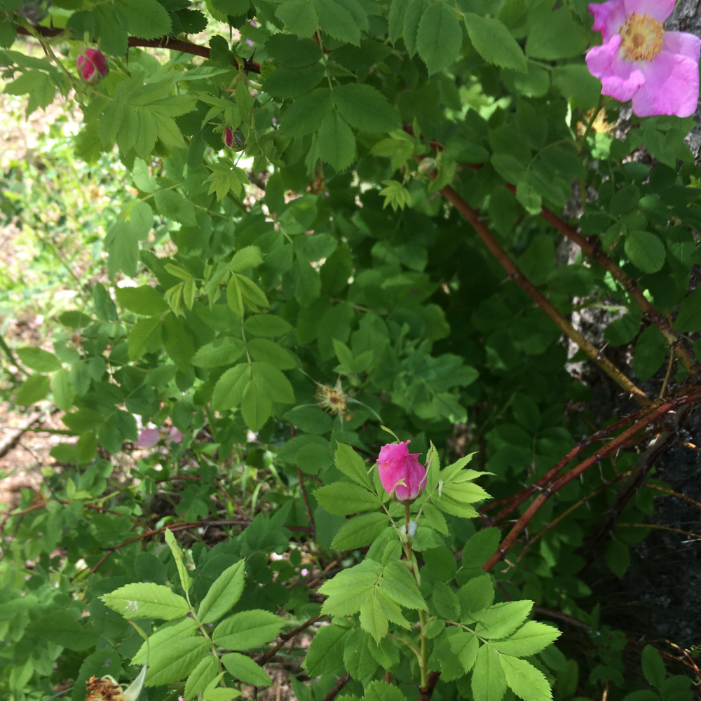 Picture of Wild Roses