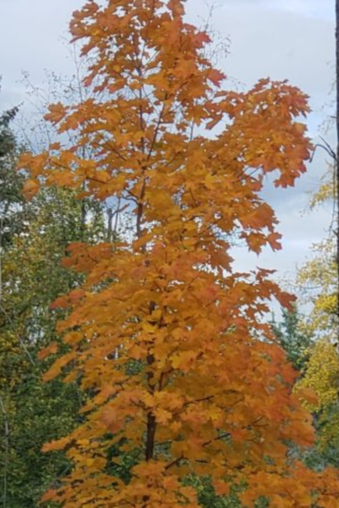 Maple Tree