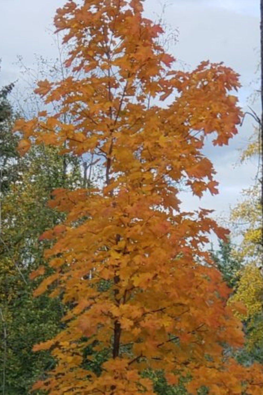 Maple Tree in Fall Colors – Living To Giving