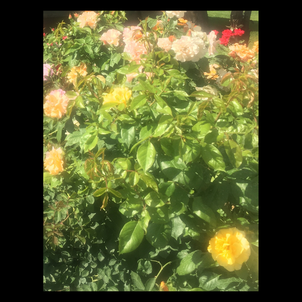 Photo of Roses Blooming