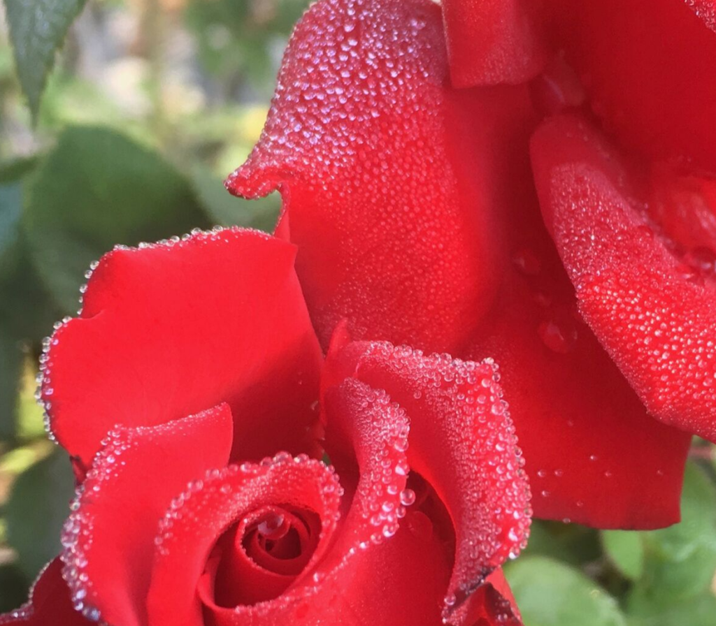 Rose with rain drops