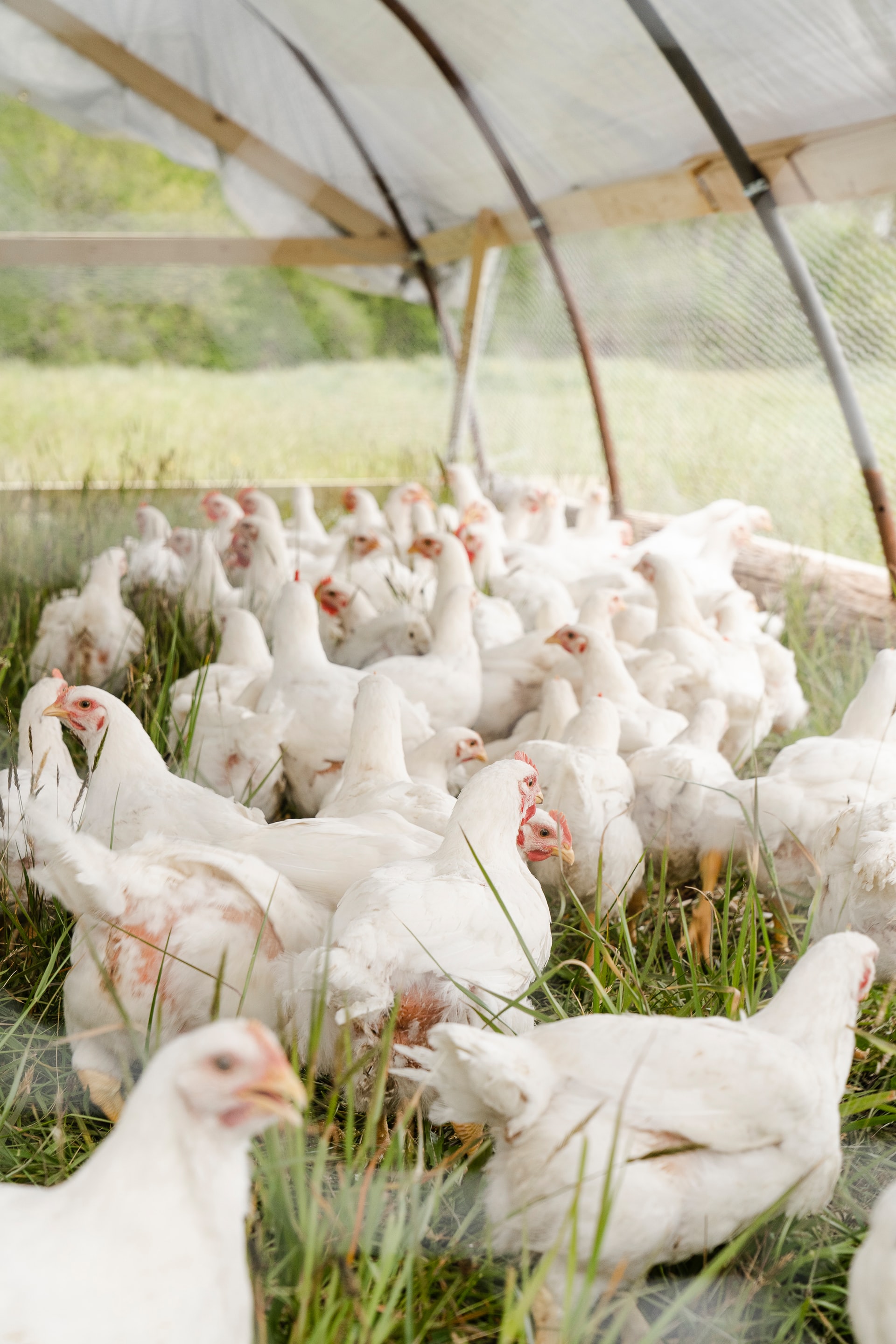 White-chickens-in-grassy-cage