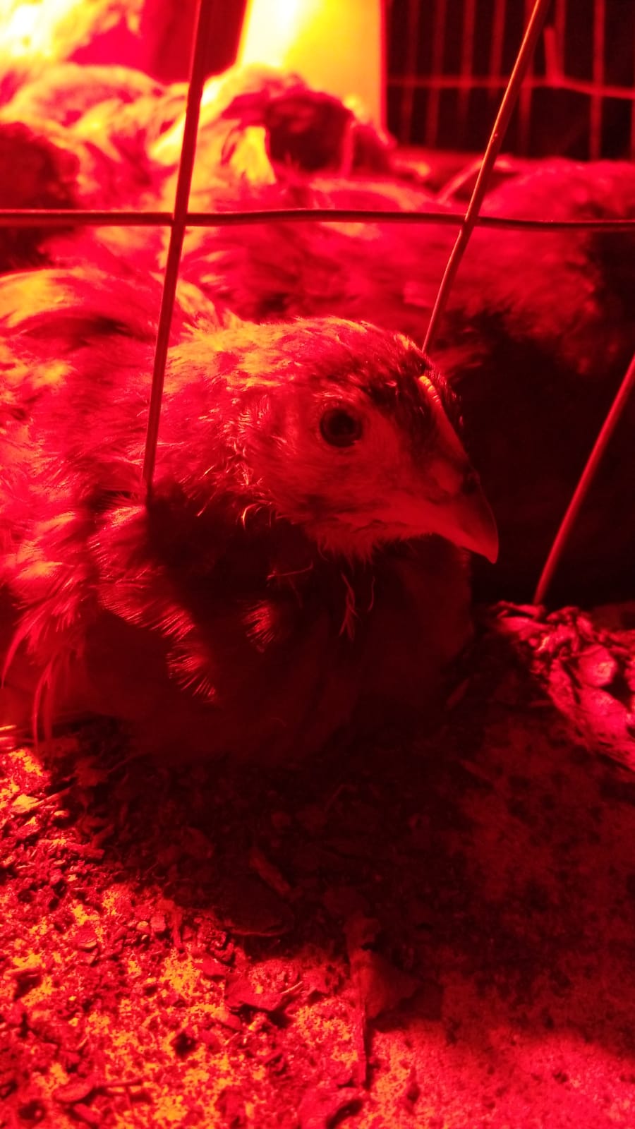 young-chicken-under-heat-lamp